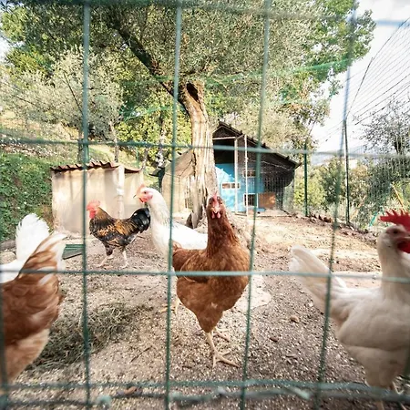 Casetta Di Butia, Glicine Borgo a Mozzano