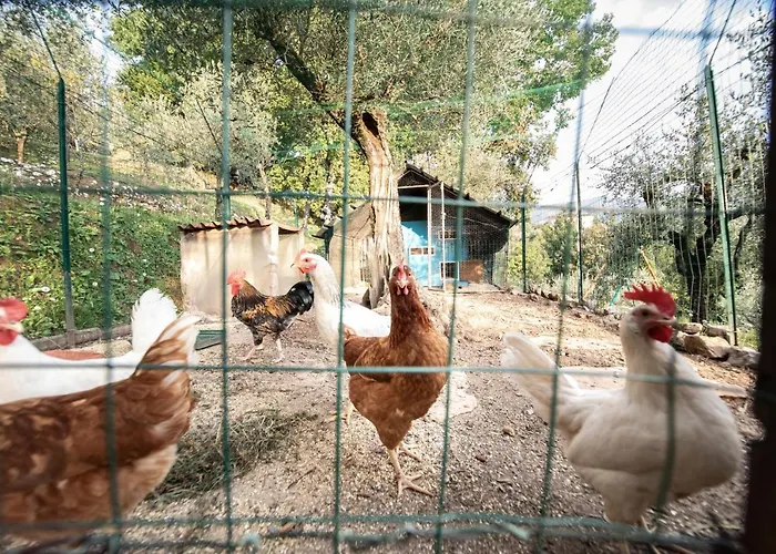 Casetta Di Butia, Glicine Borgo a Mozzano